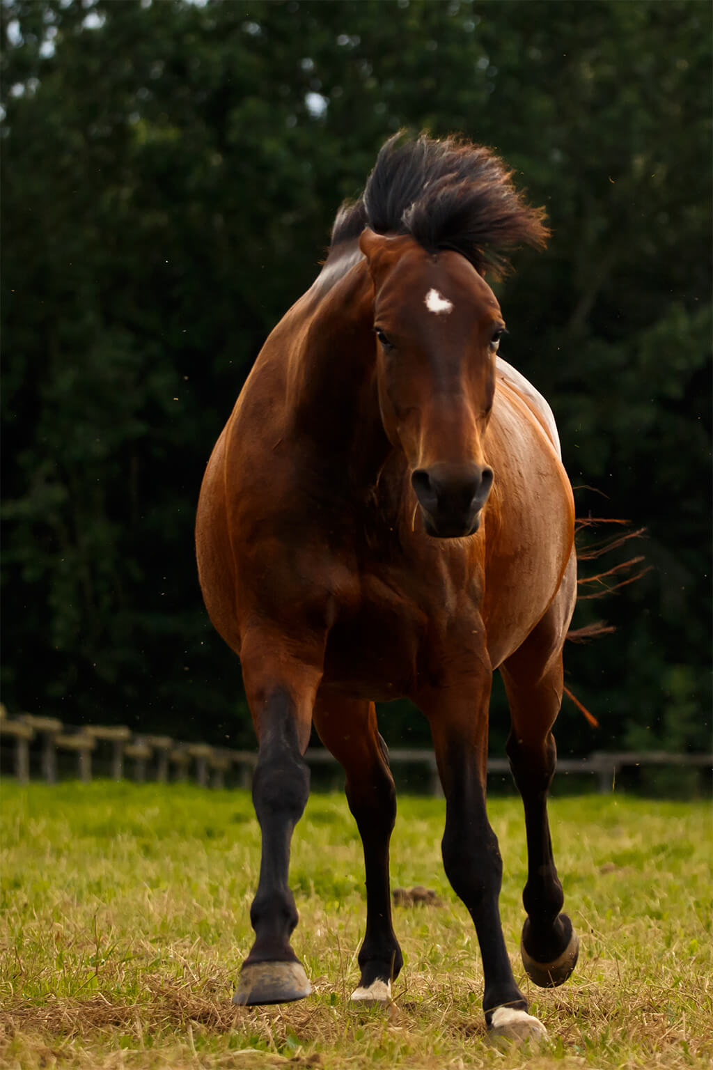 Agressive Horses - Problem Solving - Pure Horsemanship by Glea
