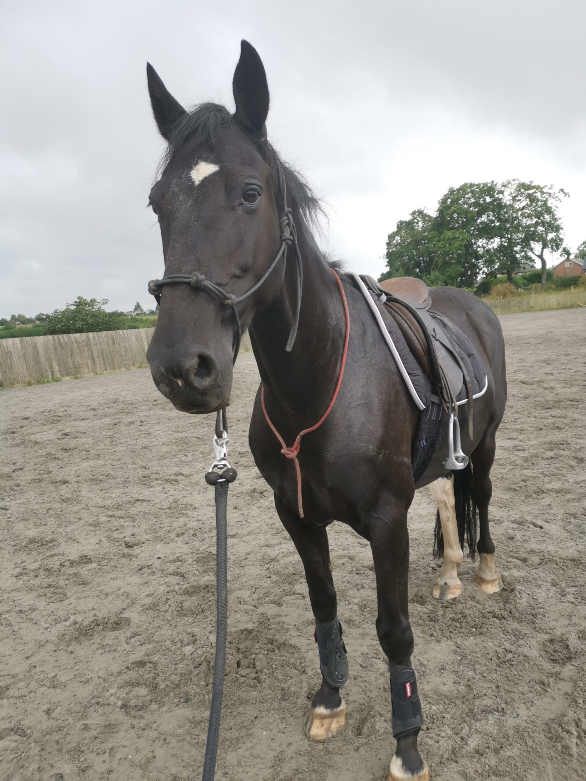 Jet first saddling - Pure Horsemanship by Glea